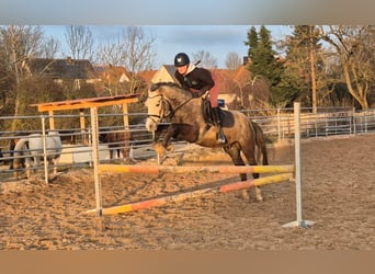 Deutsches Reitpony, Wallach, 4 Jahre, 146 cm, Schimmel