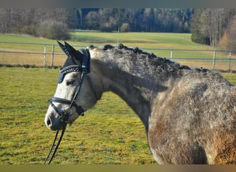 Deutsches Reitpony, Wallach, 4 Jahre, 146 cm, Schimmel