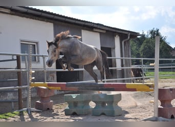 Deutsches Reitpony, Wallach, 4 Jahre, 146 cm, Schimmel