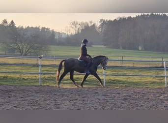 Deutsches Reitpony, Wallach, 4 Jahre, 146 cm, Schimmel