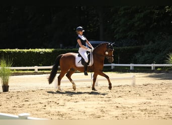 Deutsches Reitpony, Wallach, 4 Jahre, 147 cm, Brauner