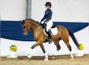 Deutsches Reitpony, Wallach, 4 Jahre, 147 cm, Brauner