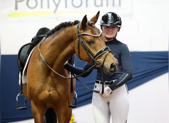 Deutsches Reitpony, Wallach, 4 Jahre, 147 cm, Brauner