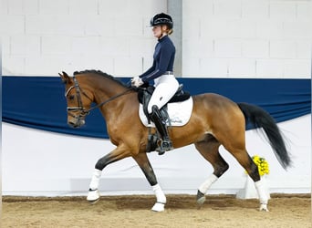 Deutsches Reitpony, Wallach, 4 Jahre, 147 cm, Brauner