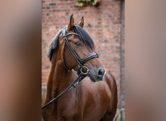 Deutsches Reitpony, Wallach, 4 Jahre, 147 cm, Brauner