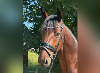 Deutsches Reitpony, Wallach, 4 Jahre, 147 cm, Brauner