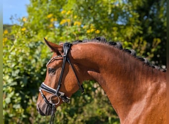 Deutsches Reitpony, Wallach, 4 Jahre, 147 cm, Brauner