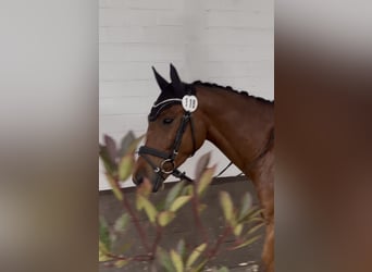 Deutsches Reitpony, Wallach, 4 Jahre, 147 cm, Brauner