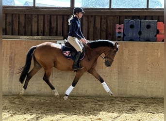 Deutsches Reitpony, Wallach, 4 Jahre, 147 cm, Brauner