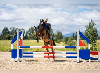 Deutsches Reitpony, Wallach, 4 Jahre, 147 cm, Brauner