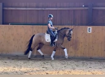Deutsches Reitpony, Wallach, 4 Jahre, 147 cm, Buckskin