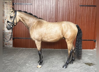 Deutsches Reitpony, Wallach, 4 Jahre, 147 cm, Buckskin
