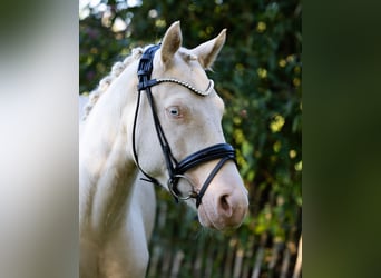 Deutsches Reitpony, Wallach, 4 Jahre, 147 cm, Cremello