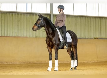 Deutsches Reitpony, Wallach, 4 Jahre, 147 cm