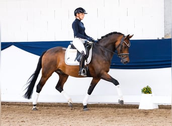 Deutsches Reitpony, Wallach, 4 Jahre, 147 cm, Dunkelbrauner