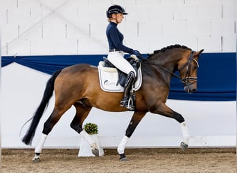 Deutsches Reitpony, Wallach, 4 Jahre, 147 cm, Dunkelbrauner