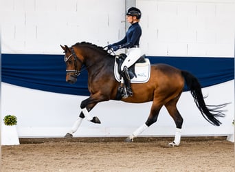 Deutsches Reitpony, Wallach, 4 Jahre, 147 cm, Dunkelbrauner