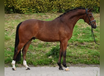 Deutsches Reitpony, Wallach, 4 Jahre, 147 cm, Dunkelbrauner