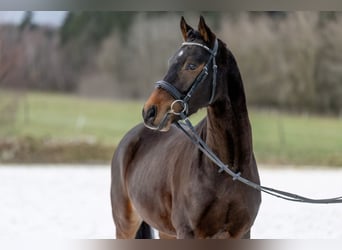 Deutsches Reitpony, Wallach, 4 Jahre, 147 cm, Dunkelbrauner