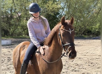 Deutsches Reitpony, Wallach, 4 Jahre, 147 cm, Dunkelfuchs