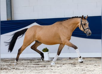 Deutsches Reitpony, Wallach, 4 Jahre, 147 cm, Falbe