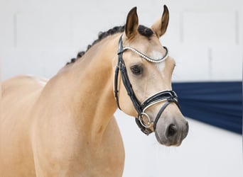 Deutsches Reitpony, Wallach, 4 Jahre, 147 cm, Falbe