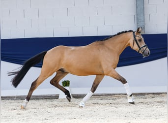 Deutsches Reitpony, Wallach, 4 Jahre, 147 cm, Falbe