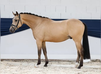 Deutsches Reitpony, Wallach, 4 Jahre, 147 cm, Falbe