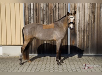 Deutsches Reitpony, Wallach, 4 Jahre, 147 cm, Falbe