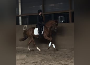Deutsches Reitpony, Wallach, 4 Jahre, 147 cm, Fuchs