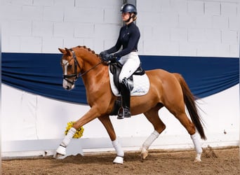 Deutsches Reitpony, Wallach, 4 Jahre, 147 cm, Fuchs