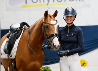 Deutsches Reitpony, Wallach, 4 Jahre, 147 cm, Fuchs