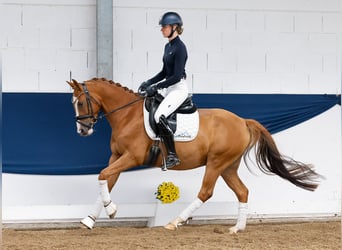 Deutsches Reitpony, Wallach, 4 Jahre, 147 cm, Fuchs