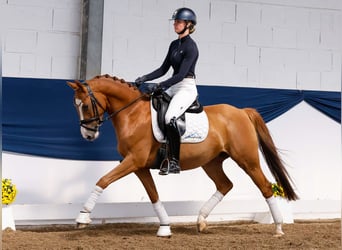 Deutsches Reitpony, Wallach, 4 Jahre, 147 cm, Fuchs
