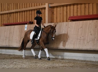 Deutsches Reitpony, Wallach, 4 Jahre, 147 cm, Fuchs