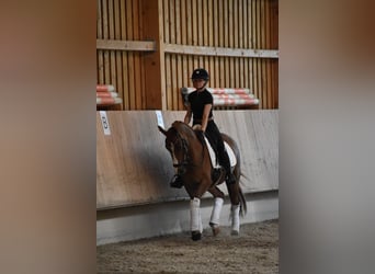 Deutsches Reitpony, Wallach, 4 Jahre, 147 cm, Fuchs