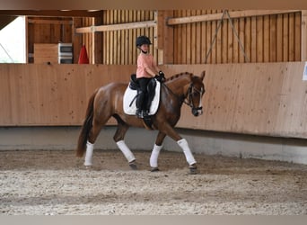 Deutsches Reitpony, Wallach, 4 Jahre, 147 cm, Fuchs