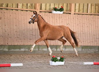 Deutsches Reitpony, Wallach, 4 Jahre, 147 cm, Fuchs