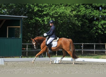 Deutsches Reitpony, Wallach, 4 Jahre, 147 cm, Fuchs