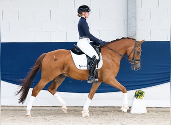 Deutsches Reitpony, Wallach, 4 Jahre, 147 cm, Fuchs