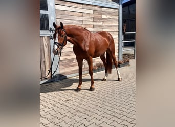 Deutsches Reitpony, Wallach, 4 Jahre, 147 cm, Fuchs