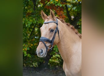 Deutsches Reitpony, Wallach, 4 Jahre, 147 cm, Fuchs