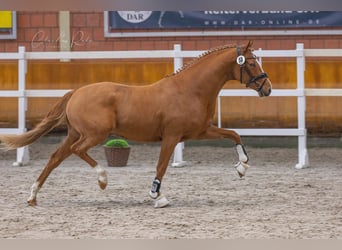 Deutsches Reitpony, Wallach, 4 Jahre, 147 cm, Fuchs