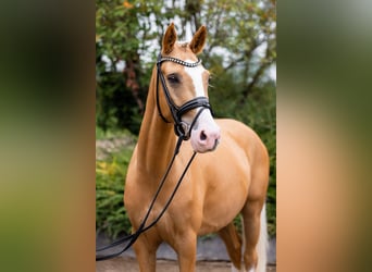 Deutsches Reitpony, Wallach, 4 Jahre, 147 cm, Palomino