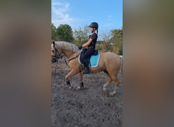 Deutsches Reitpony, Wallach, 4 Jahre, 147 cm, Palomino