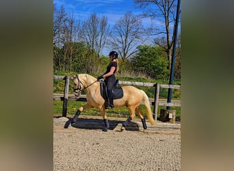 Deutsches Reitpony, Wallach, 4 Jahre, 147 cm, Palomino