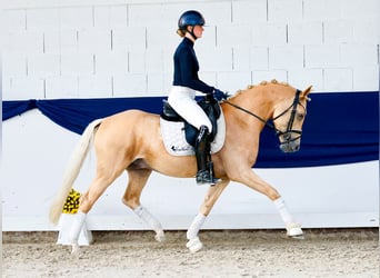 Deutsches Reitpony, Wallach, 4 Jahre, 147 cm, Palomino