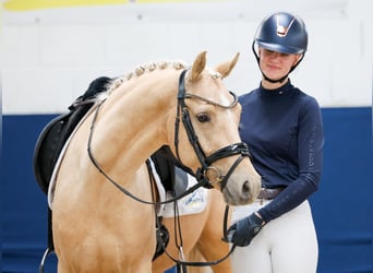 Deutsches Reitpony, Wallach, 4 Jahre, 147 cm, Palomino