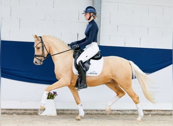 Deutsches Reitpony, Wallach, 4 Jahre, 147 cm, Palomino