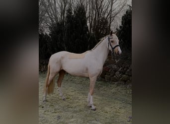 Deutsches Reitpony, Wallach, 4 Jahre, 147 cm, Palomino